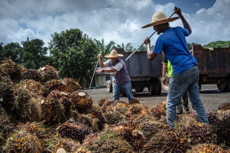 Malaysia Farms Face $3 Billion Hit From Palm Oil Worker Shortage